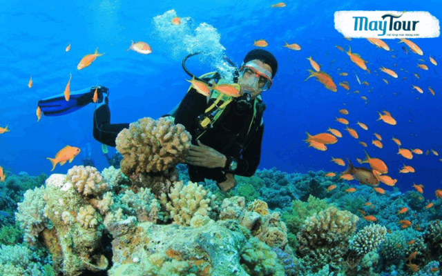 Trải nghiệm lặn ngắm san hô Bãi Dứa đầy màu sắc, hoạt động nổi bật trong tour Phú Yên 3N3Đ.