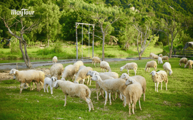 Khám phá tour lagi 2 ngày 1 đêm cùng du lịch MayTour, nghỉ dưỡng tại resort Đất Lành