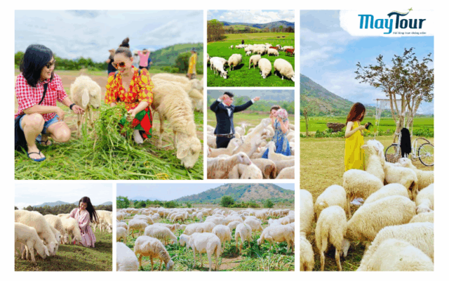 Check-in Đồi Cừu Suối Nghệ Bình Thuận trong tour Lagi 2 ngày 1 đêm