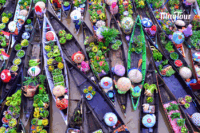 Trải nghiệm tour miền Tây 2 ngày 1 đêm và khám phá chợ nổi cái Răng, cồn long quy phụng