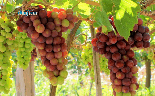 Tour Nha Trang 3 ngày 2 đêm – nghỉ dưỡng khách sạn 5 sao, thưởng thức buffet hải sản và gala dinner sang trọng.