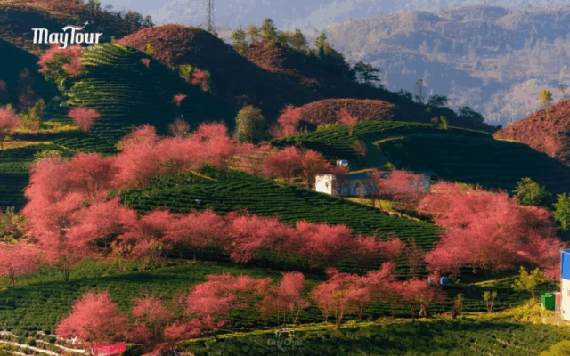 Hình ảnh Tour Hà Nội - Ninh Bình - Sapa 5 ngày 4 đêm, khám phá miền Bắc với cảnh đẹp và văn hóa đặc sắc.