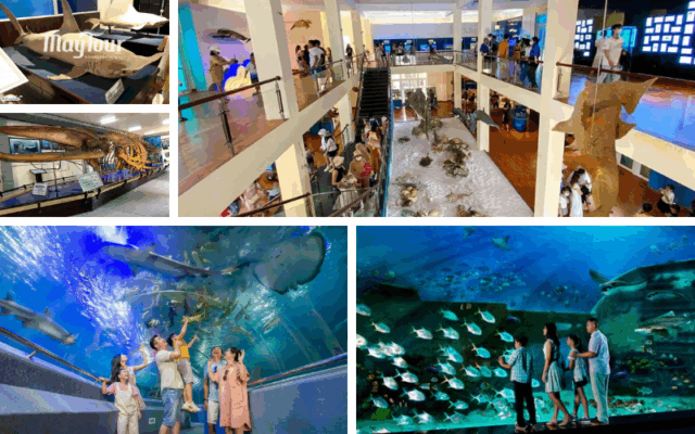 Tour du lịch Nha Trang 3 ngày 2 đêm trọn gói cùng MayTour – khám phá biển đảo, tham quan city tour Nha Trang, trải nghiệm resort nghỉ dưỡng và Gala Dinner sôi động.