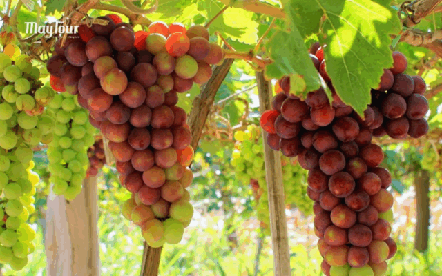 Tham quan vườn nho – trải nghiệm thú vị trong tour đảo Bình Hưng Nha Trang