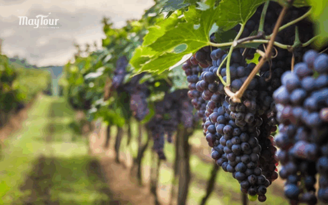 Vườn nho Tây Ninh xanh mướt trong tour Núi Bà Đen 1 ngày