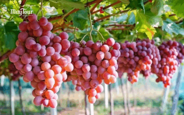 Check-in vườn nho Ninh Thuận, thưởng thức rượu nho – tour Nha Trang 3 ngày 3 đêm