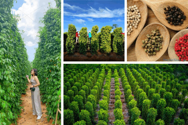 Vườn tiêu xanh bạt ngàn, đặc sản nổi tiếng được yêu thích trong tour Phú Quốc 3 ngày 2 đêm trọn gói
