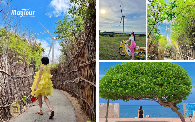 Con đường tuabin gió và Cây Cô Đơn Phú Quý góc sống ảo nổi tiếng trong tour Đảo Phú Quý 2N2Đ