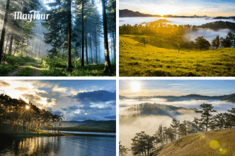 Sương sớm len qua rừng thông Đà Lạt – nơi ngắm bình minh đẹp nhất dành cho dân săn mây