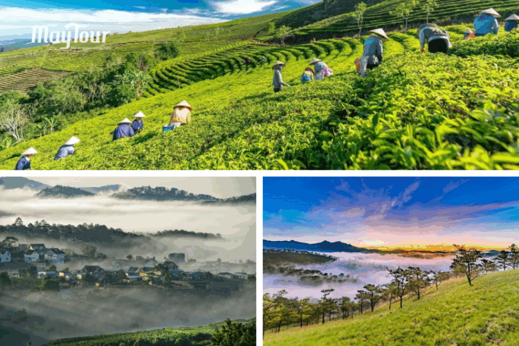 Đồi chè Cầu Đất buổi sáng – cảnh bình minh Đà Lạt đẹp nhất với ánh nắng và biển sương