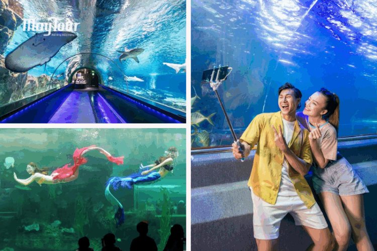 Hầm thủy cung Vinpearl Nha Trang, nơi khám phá thế giới đại dương với cá mập và rùa biển