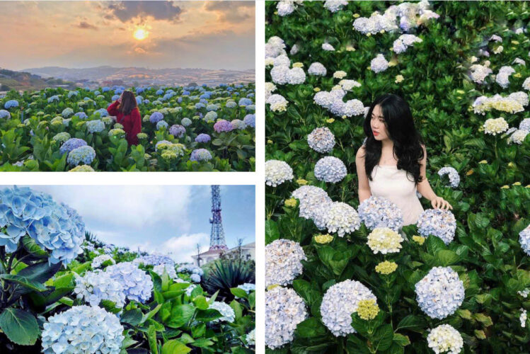 Vườn Cẩm Tú Cầu – điểm sống ảo cực đẹp trong tour Đà Lạt 3 ngày 3 đêm