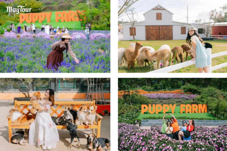 Puppy Farm – thiên đường thú cưng siêu dễ thương trong tour du lịch Đà Lạt 3 ngày 3 đêm
