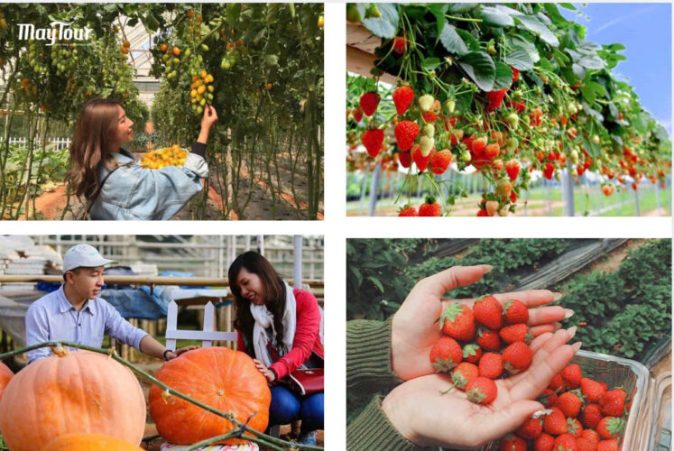 Vườn dâu Đà Lạt – điểm tham quan nông trại hấp dẫn