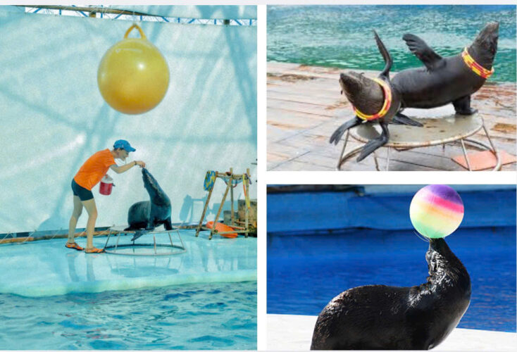 Tặng vé xem xiếc hải cẩu – trải nghiệm độc đáo trong tour Quy Nhơn Phú Yên 3 ngày 3 đêm trọn gói
