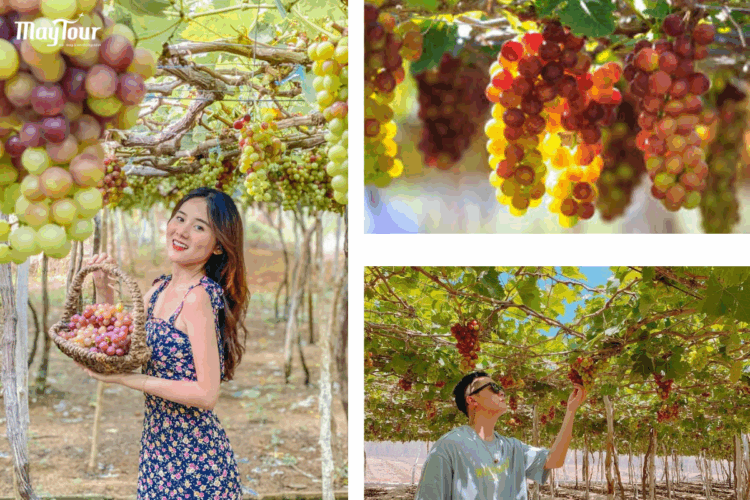 Vườn Nho Ninh Thuận - Điểm check in nổi tiếng trong tour Vĩnh Hy