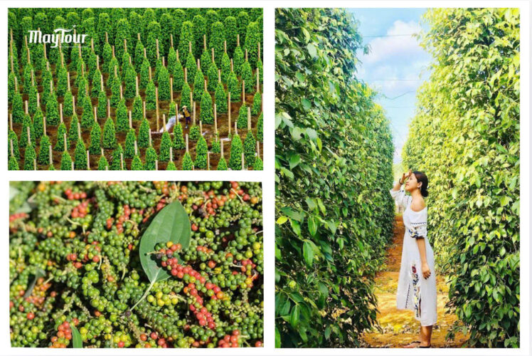 Vườn tiêu Phú Quốc – Khám phá “vương quốc hồ tiêu”