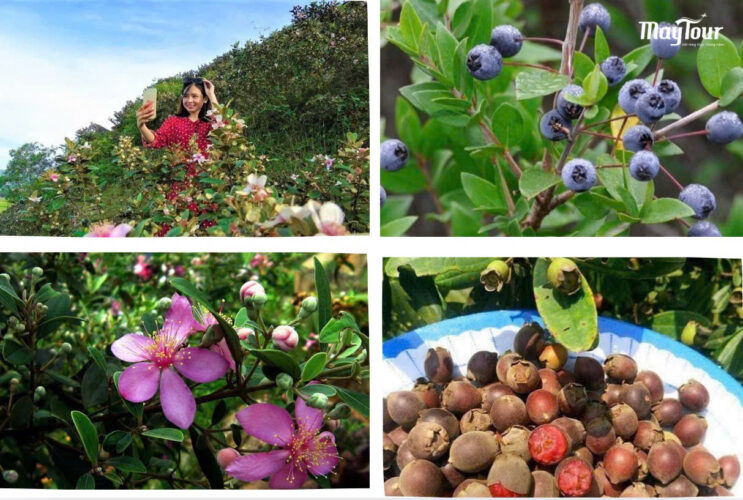 Vườn sim – Trải nghiệm đặc sản địa phương