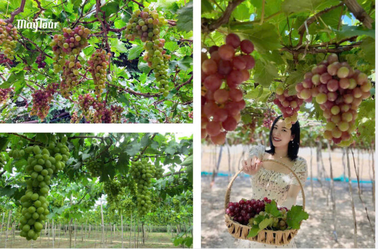 Vườn nho Ninh Thuận – điểm check-in xanh mát trên hành trình